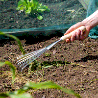 Sealey GTWH001 Premier Leaf Hand Rake with Ash Handle  Stainless Steel Tines